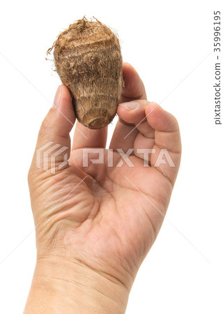 Taro with hand Taro with hand 35996195