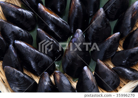 mussels mussels 35996270