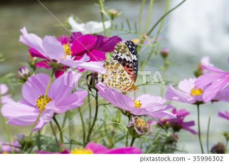 Shark's beard 35996302