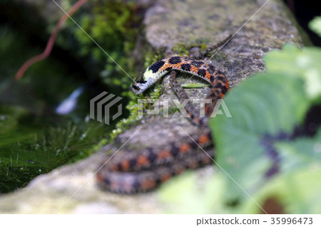 Pokemon snake snake snake 35996473