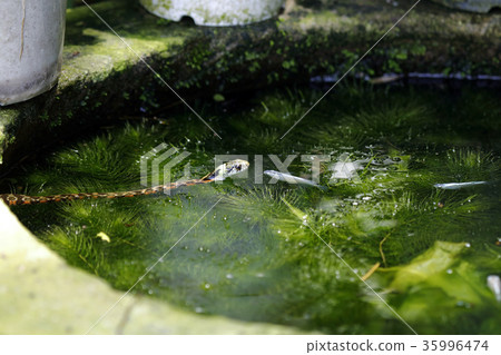 口袋妖怪蛇蛇蛇 35996474