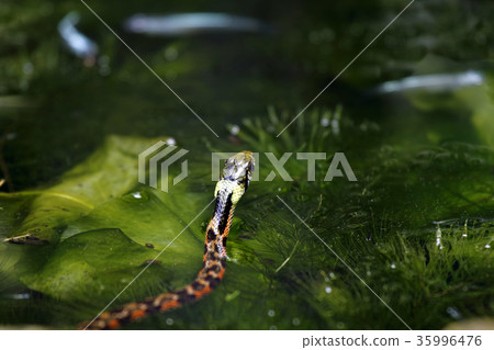 Pokemon snake snake snake 35996476