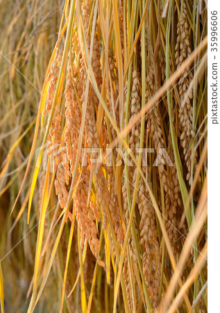 米飯乾燥 35996606