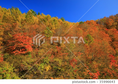 秋葉青川谷 35996643