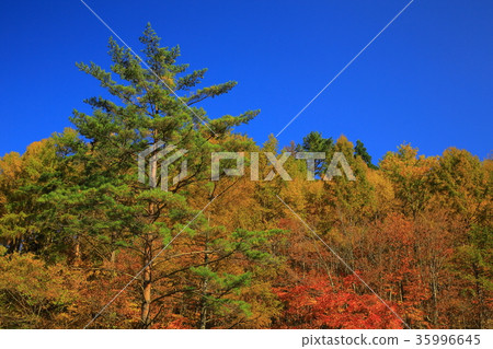 秋葉青川谷 35996645