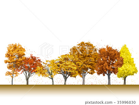Autumn leaves of street trees 9 Autumn leaves of street trees 9 35996830
