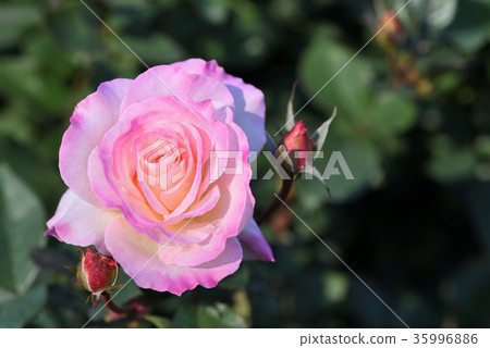 Rose (Matilda) Rose (Matilda) 35996886