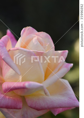Rose (elegant lady) (Diana Princess of Wales) 35996892