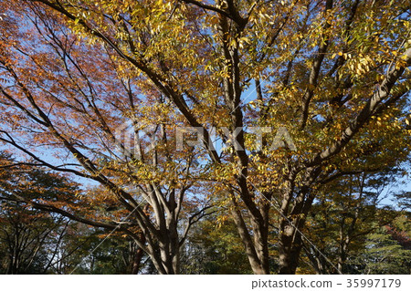 Autumn leaves 35997179