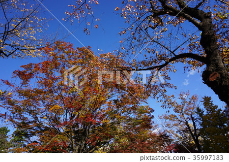 秋天的落葉 35997183