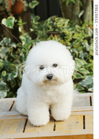 比雄弗里斯 35997868