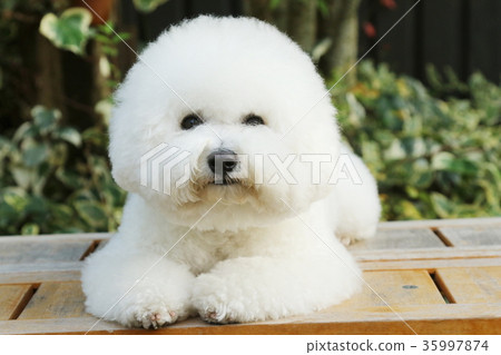 Bichon Friese 35997874