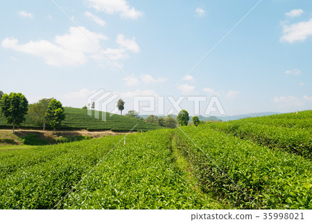 Green tea farm with blue sky 35998021