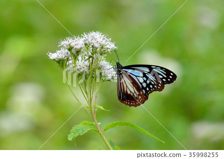 Astragalus sinensis and Asagi madara Astragalus sinensis and Asagi madara 35998255