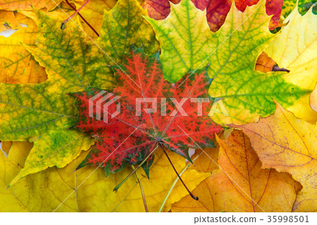 autumn yellow leaves 35998501