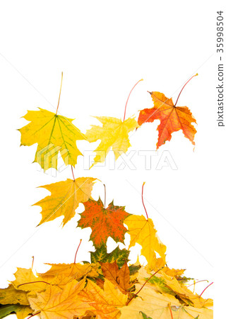 autumn yellow leaves 35998504