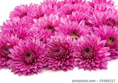 Lilac chrysanthemum flower isolated 35998517