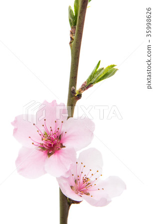 Sakura flowers isolated 35998626