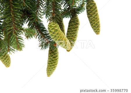 branch of spruce with green cones 35998770