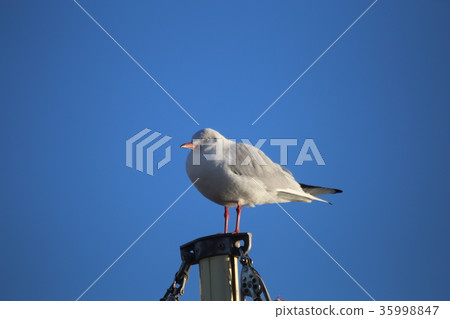 Yurikome和藍天 35998847