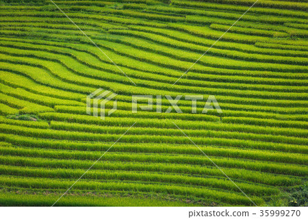 Layer of rice fields and terrace 35999270