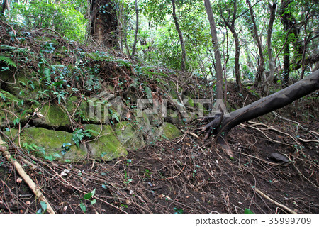 Ishigaki remaining in the ruins of the castle castle Ishigaki remaining in the ruins of the castle castle 35999709