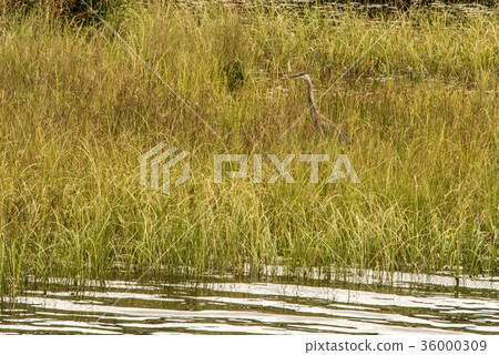 Grey Heron hunting fish flooded area in Ontario 36000309