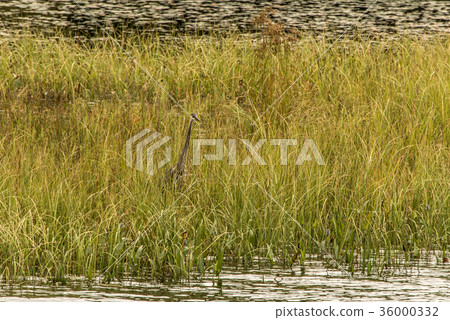 Grey Heron hunting fish flooded area in Ontario 36000332