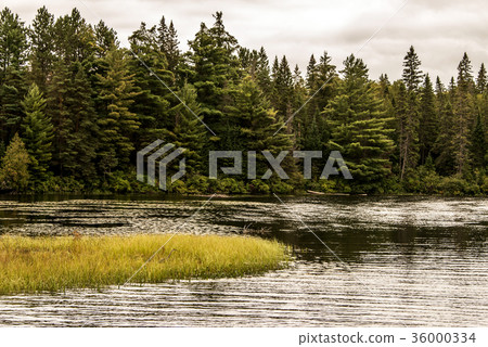 Grey Heron hunting fish flooded area in Ontario 36000334