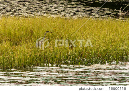 Grey Heron hunting fish flooded area in Ontario Grey Heron hunting fish flooded area in Ontario 36000336
