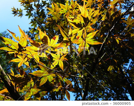 秋天 秋天 36000905
