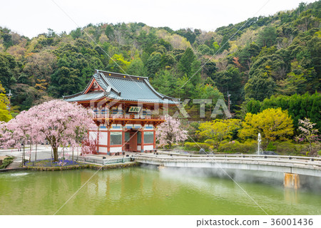 Katsuodera Spring Minato City, Osaka Prefecture April 2017 shooting Katsuodera Spring Minato City, Osaka Prefecture April 2017 shooting 36001436