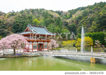 Katsuodera Spring Minato City, Osaka Prefecture April 2017 shooting Katsuodera Spring Minato City, Osaka Prefecture April 2017 shooting 36001439