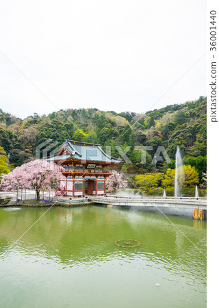 Katsuodera Spring Minato City, Osaka Prefecture April 2017 shooting Katsuodera Spring Minato City, Osaka Prefecture April 2017 shooting 36001440