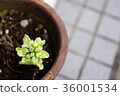 Fukinoenna 36001534