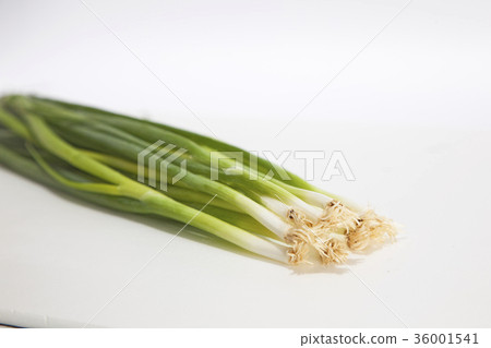 蔥蔥綠洋蔥 蔥蔥綠洋蔥 36001541