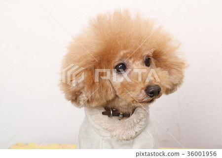 toy poodle toy poodle 36001956