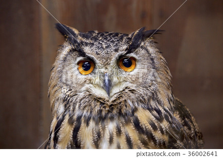 Pharaoh Eagleworm 36002641