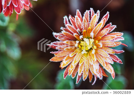 Frozen flowers Frozen flowers 36002889