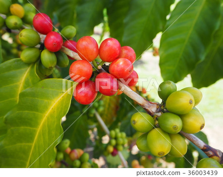 coffee coffee 36003439
