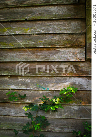 old wood background 36003571