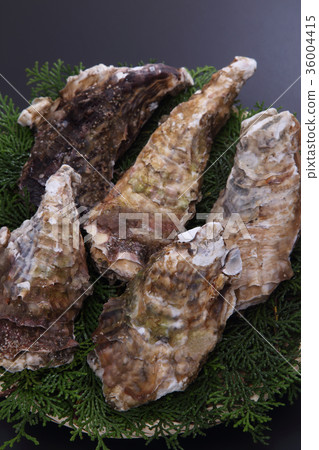 Oyster Oyster 36004415