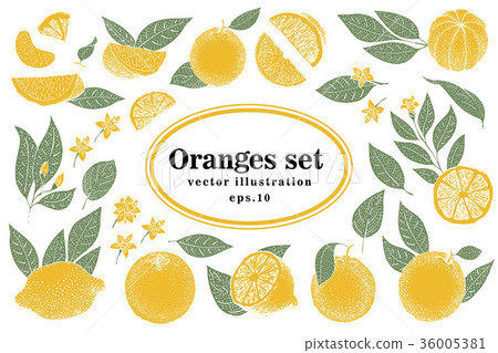 Set of hand drawn citrus illustrations, whole and 36005381