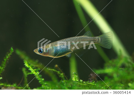 Medaka Medaka 36005414