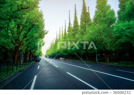 Beautiful road with trees on sideroad Beautiful road with trees on sideroad 36006232