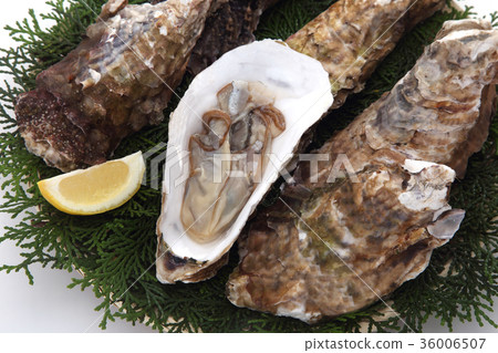 牡蠣 36006507