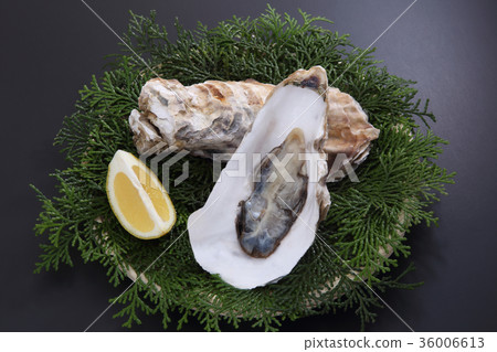 Oyster Oyster 36006613