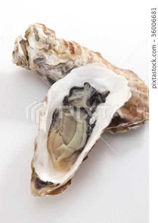 Oyster Oyster 36006681