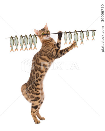 Bengal cat 36006750