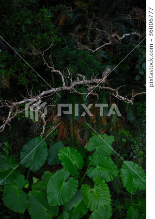 奄美森圖片02 奄美森圖片02 36006777